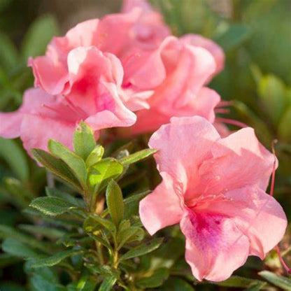 Autumn Coral Dwarf Encore Azalea