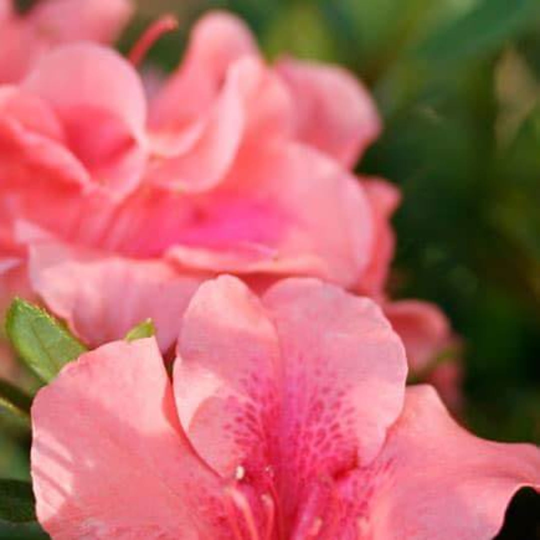 Autumn Coral Dwarf Encore Azalea
