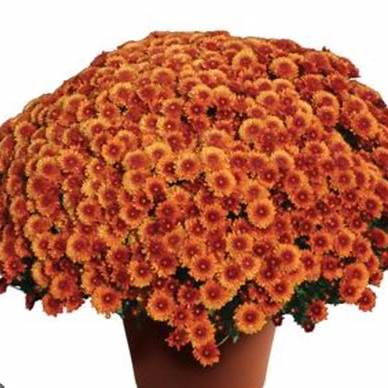 Copper Coin Bronze Mum – Fall Garden Chrysanthemum | Hardy Perennial Flowers for Autumn Color