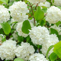 Blooming Japanese Snowball Viburnum Shrub with Round White Blossoms
