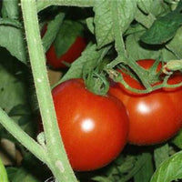 Better Boy tomato plant producing high yield fruit in outdoor garden bed