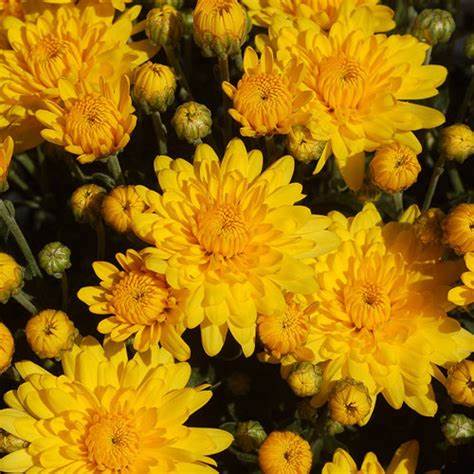 Sudance Yellow Mum Plant – Bright Fall Blooms – Hardy Perennial Chrysanthemum