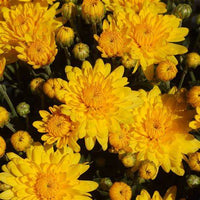 Sudance Yellow Mum Plant – Bright Fall Blooms – Hardy Perennial Chrysanthemum