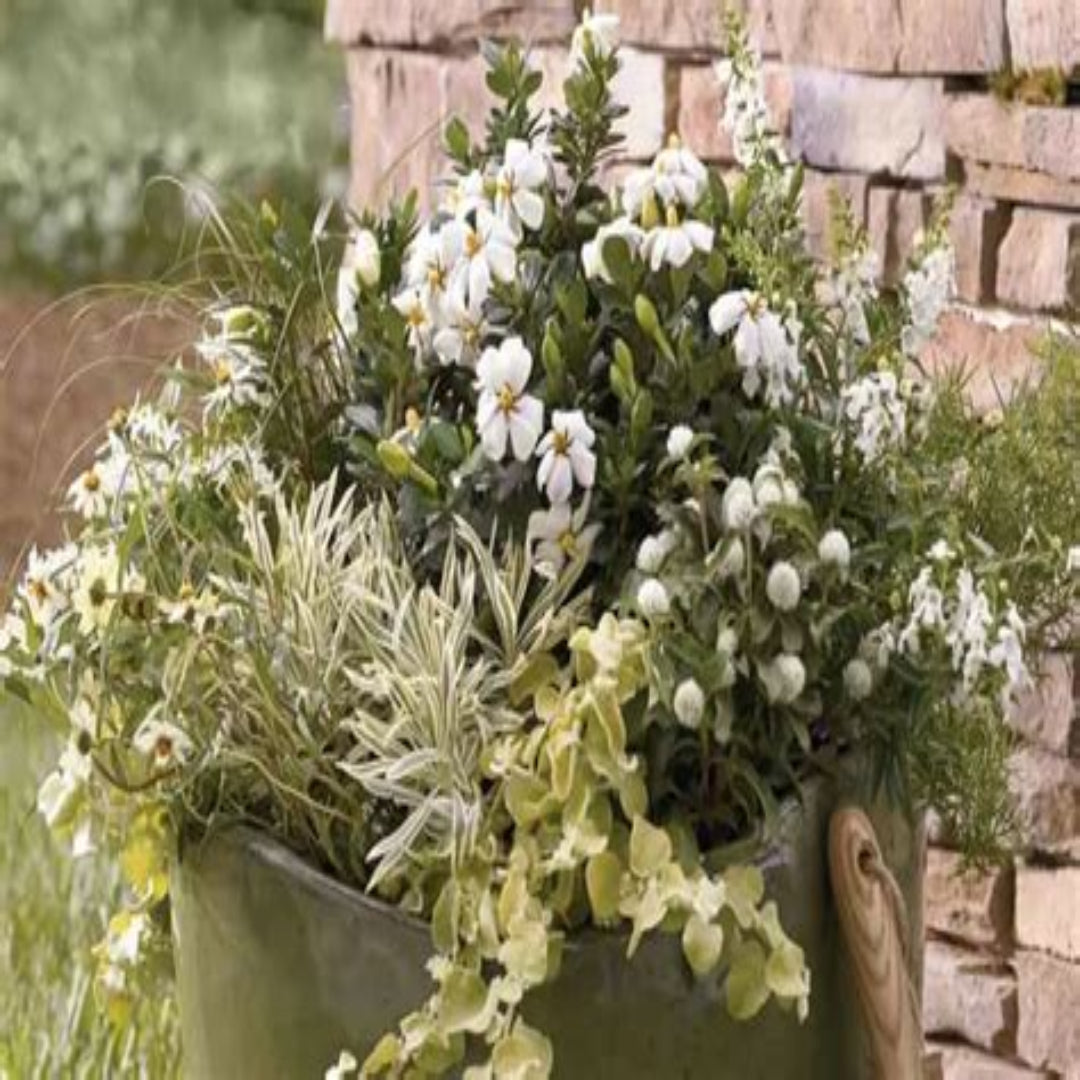 Echo Heaven Scent Gardenia