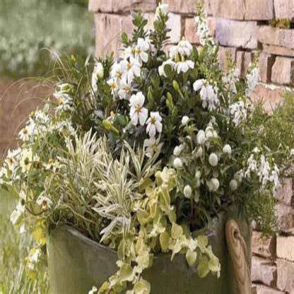 Echo Heaven Scent Gardenia