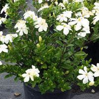 Grif's Select Hardy Gardenia