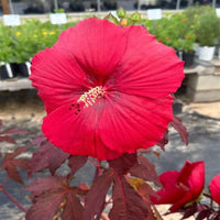 Hibiscus 'Midnight Marvel