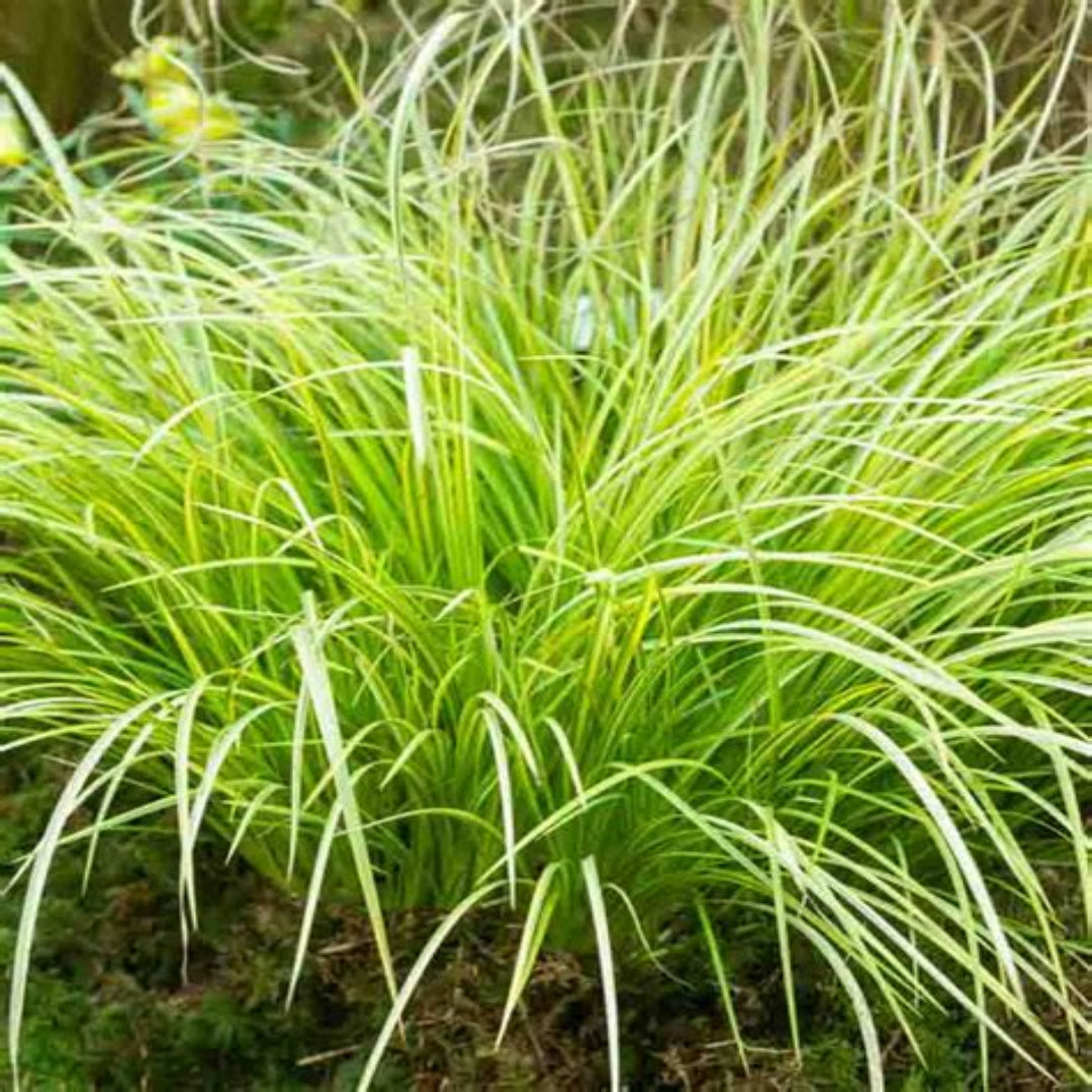 Golden sweet flag grass Acorus gramineus Ogon