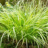 Golden sweet flag grass Acorus gramineus Ogon