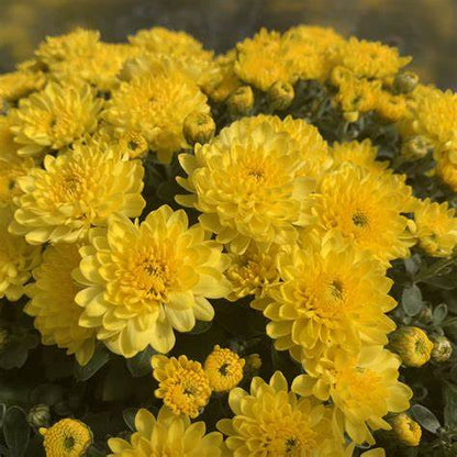 Sudance Yellow Mum Plant – Bright Fall Blooms – Hardy Perennial Chrysanthemum