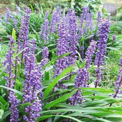 Liriope Muscari &