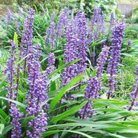 Emerald Goddess Lilyturf perennial groundcover
