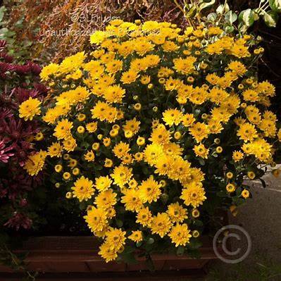 Sudance Yellow Mum Plant – Bright Fall Blooms – Hardy Perennial Chrysanthemum
