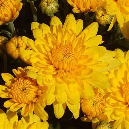 Sudance Yellow Mum Plant – Bright Fall Blooms – Hardy Perennial Chrysanthemum