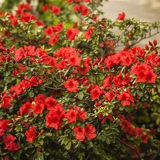 Red Reblooming Azalea