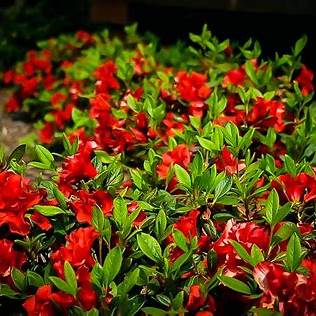 Red Reblooming Azalea