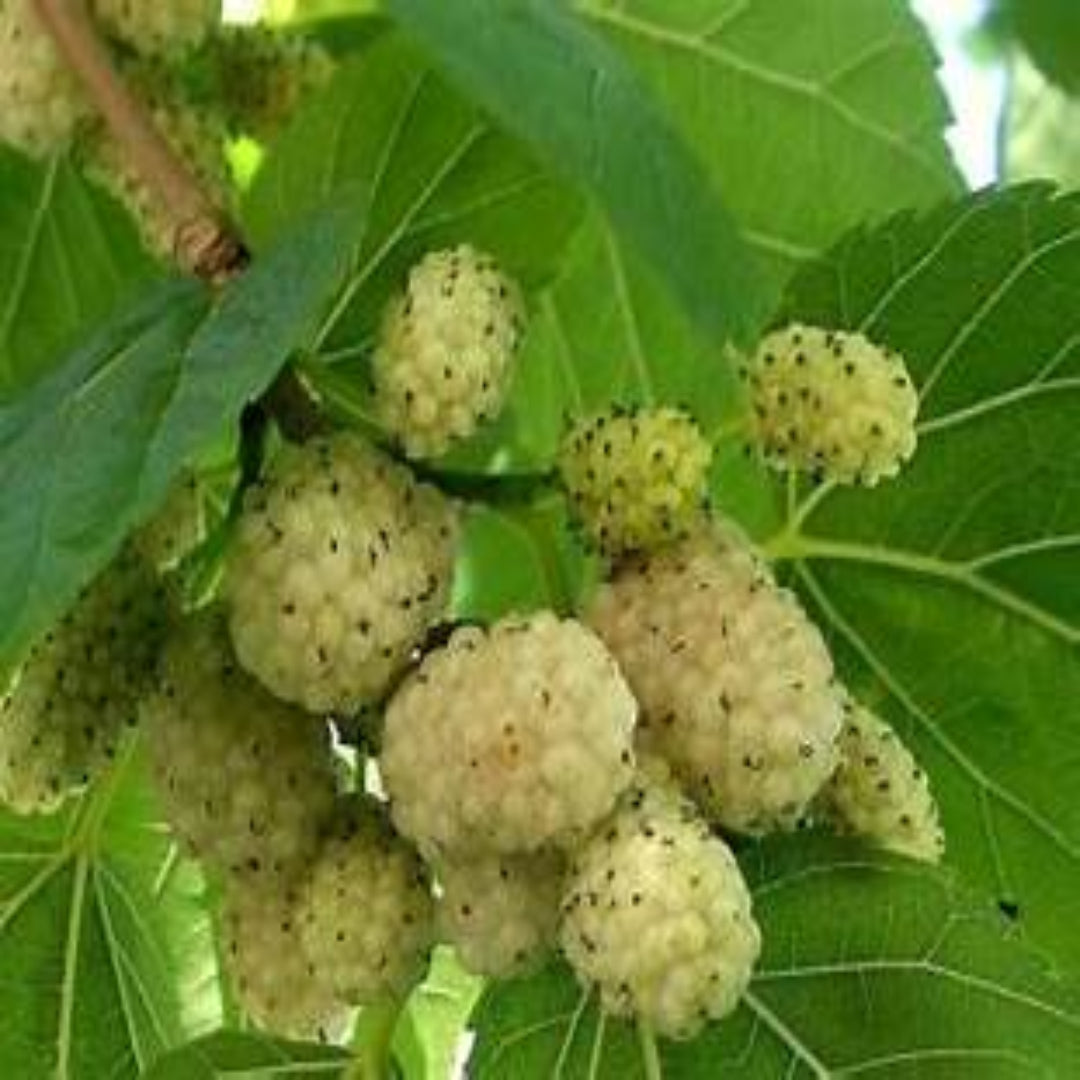 White Mulberry Tree (Morus alba) – Sweet Fruiting Mulberry for Outdoor Planting