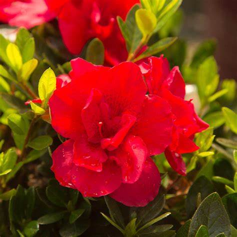 Red Reblooming Azalea