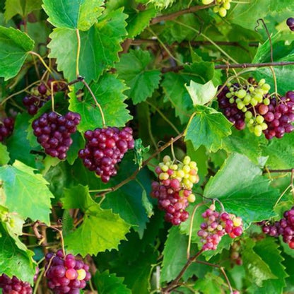 Razzmatazz Grape Vine