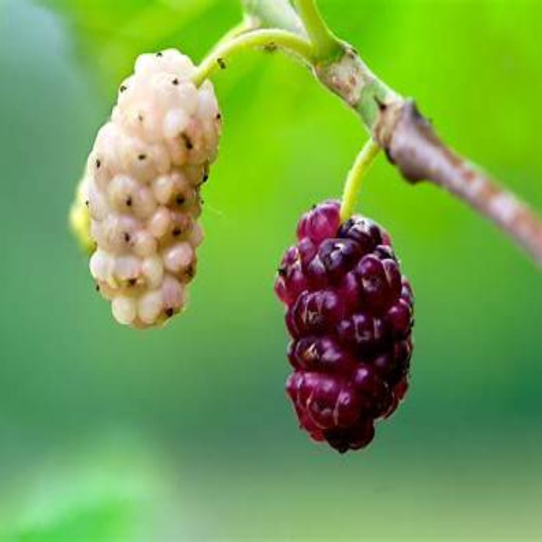 White Mulberry Tree (Morus alba) – Sweet Fruiting Mulberry for Outdoor Planting