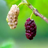 White Mulberry Tree (Morus alba) – Sweet Fruiting Mulberry for Outdoor Planting