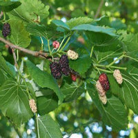 White Mulberry Tree (Morus alba) – Sweet Fruiting Mulberry for Outdoor Planting