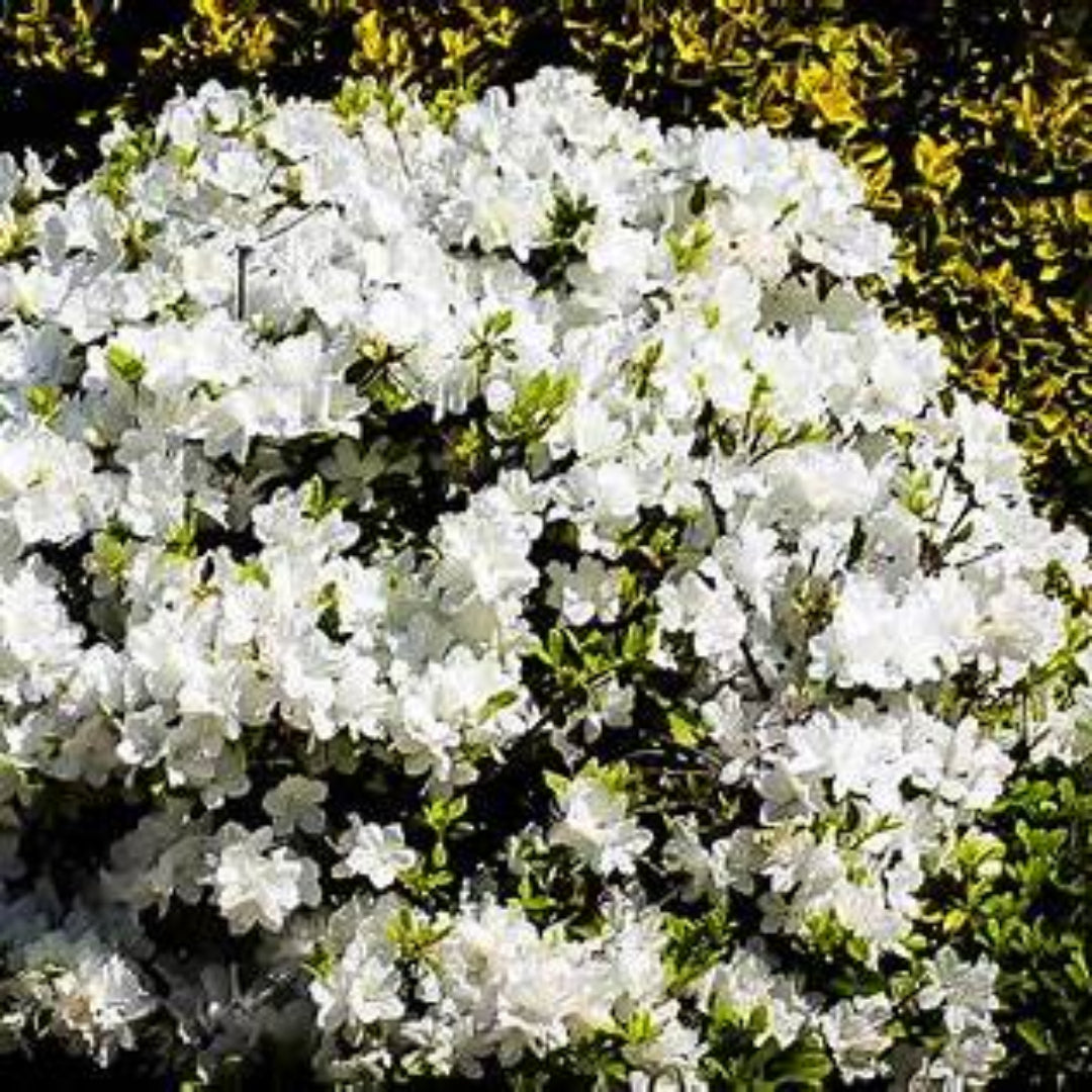 White Reblooming Azalea (Single)