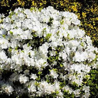 White Reblooming Azalea (Single)