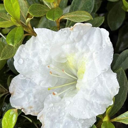 White Reblooming Azalea (Single)