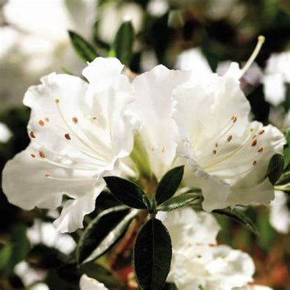 White Reblooming Azalea (Single)