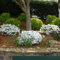 White Reblooming Azalea (Single)