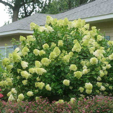 Potted White Panicle Hydrangea plant