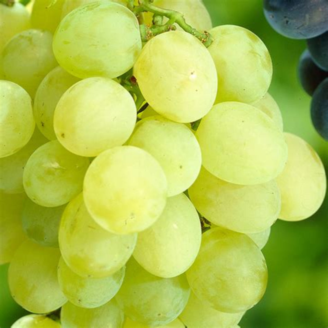 Himrod Seedless Grapes