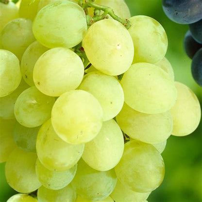 Himrod Seedless Grapes