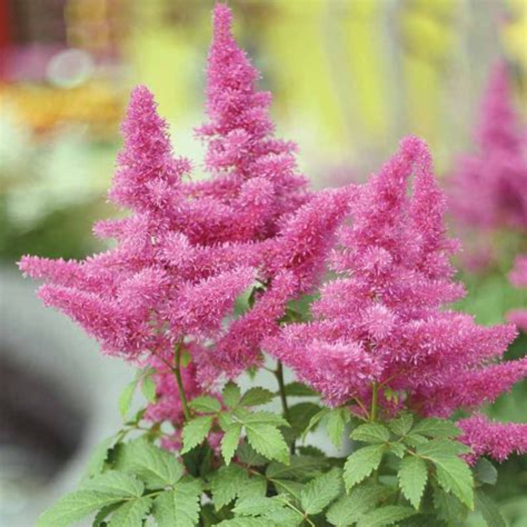 Astilbe chinensis ‘Visions in Pink’ plant with soft pink flower plumes and green foliage