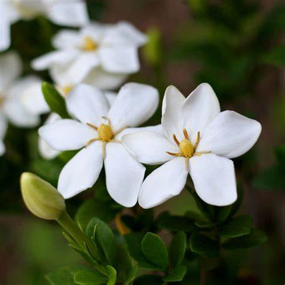 Gardenia Jasminoides Plant with White Blooms