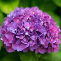Close-up of Merritts Supreme Hydrangea flowers showing vibrant pink petals