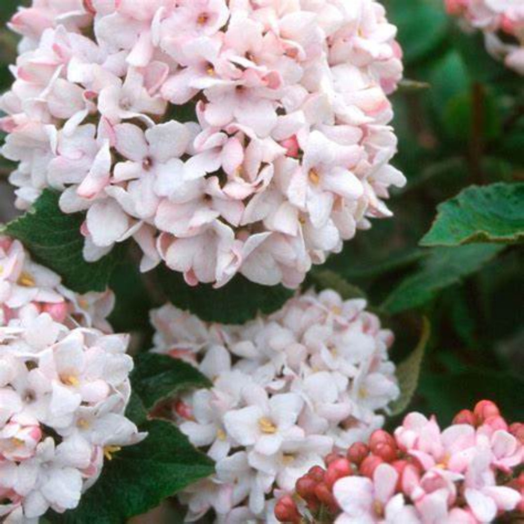 Cayuga Viburnum Shrub