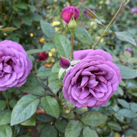 Sunbelt Plum Perfect rose blooms detail