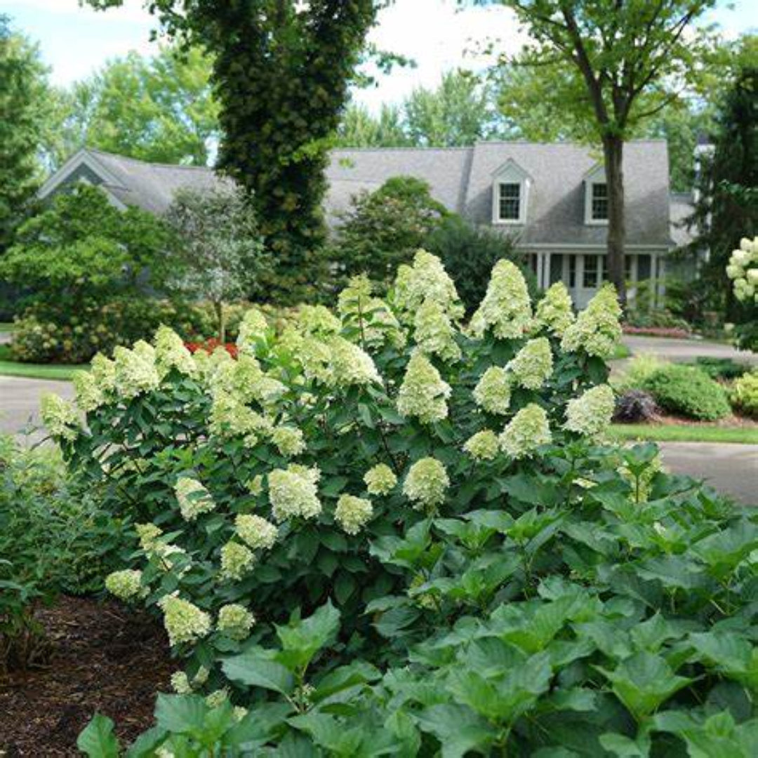 Limelight Prime Hydrangea