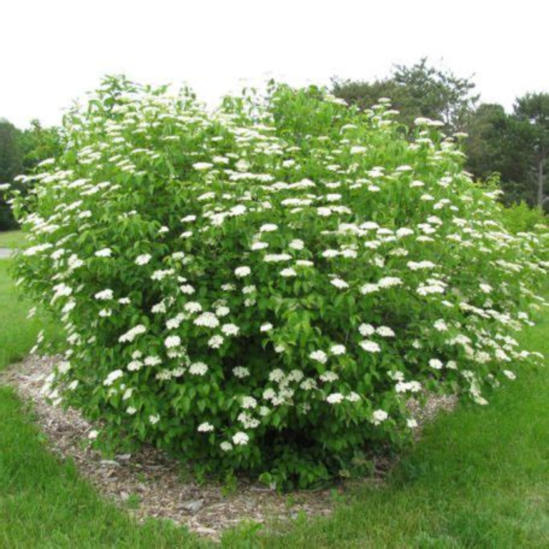 Arrowwood Viburnum Shrubs