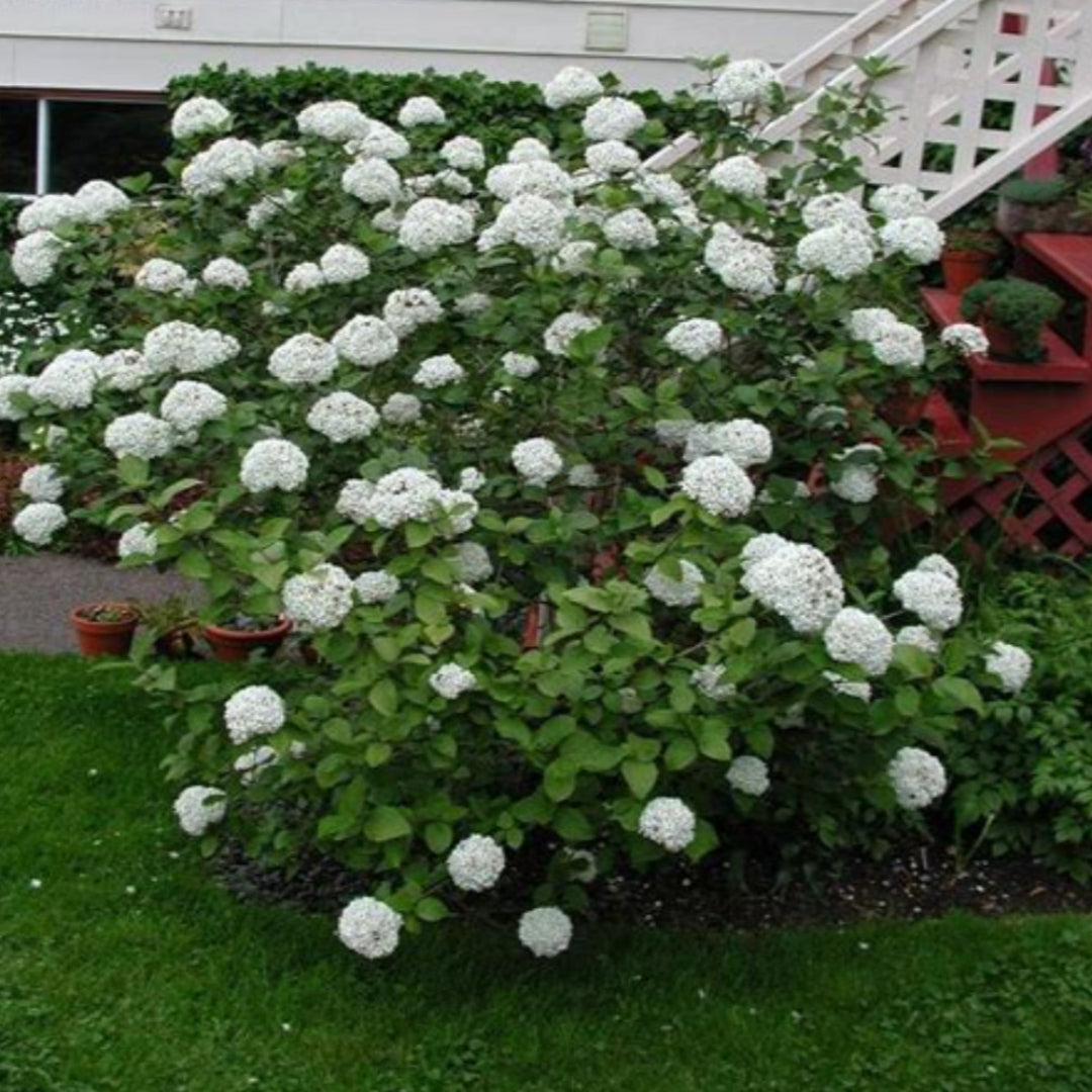 Carlessi Viburnum Shrub