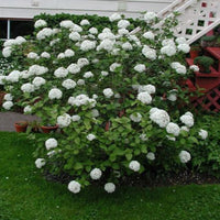 Beautiful Carlessi Viburnum Shrub Displaying Springtime White Blooms