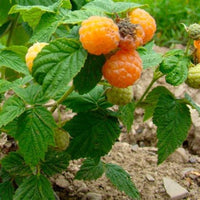 Large fruited Anne yellow raspberry variety growing on fall-bearing raspberry canes