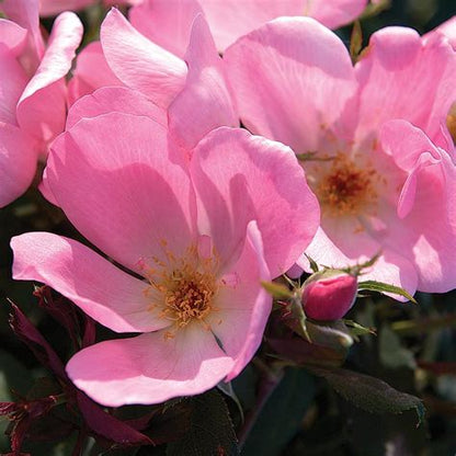 The Blushing Knock Out Rose