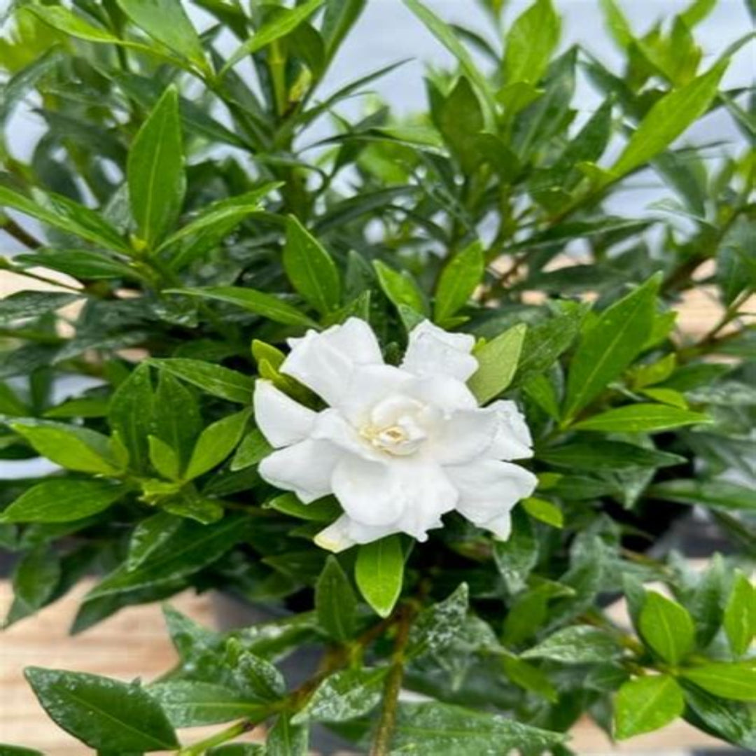 cinnamon gardenia plant Radicans Gardenia Dwarf Gardenia with Fragrant White Flowers