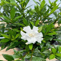 Creeping gardenia plant growing low as a ground cover