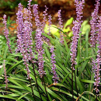 Emerald Goddess Liriope with green foliage