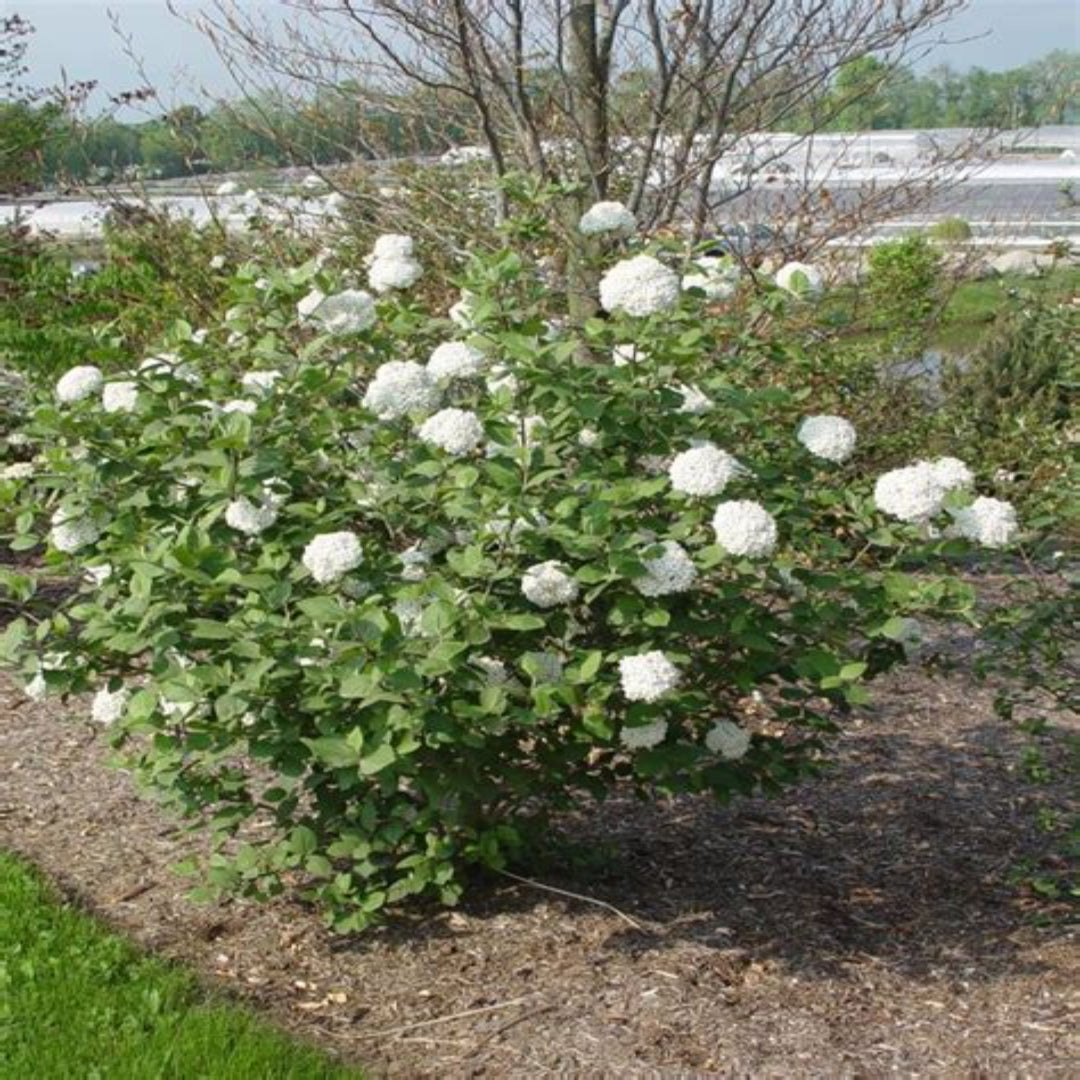 Carlcephalum Viburnum Shrub