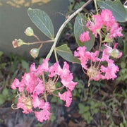 Delta Blush Crape Myrtle